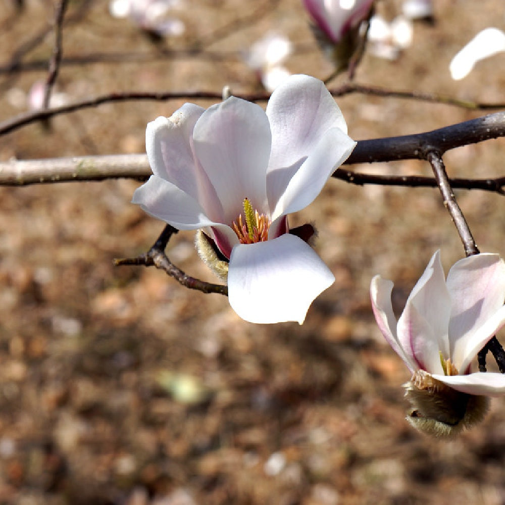 Bionds Magnolia Chinese Willow Leaf Hope Spring Magnolia (Magnolia biondii)