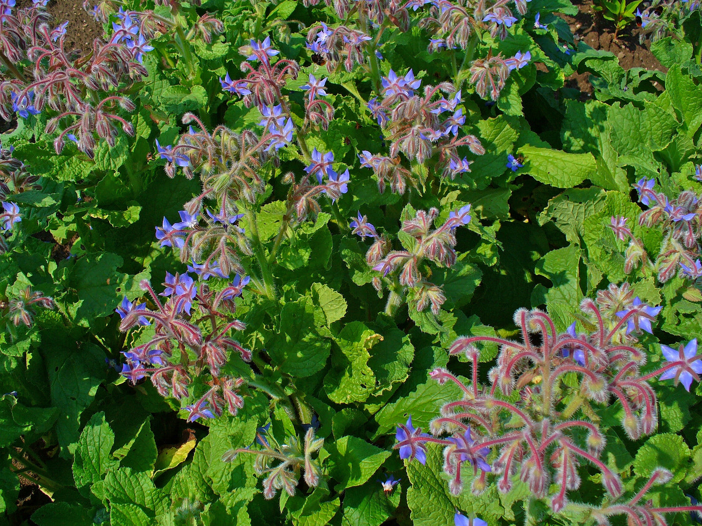 Borage Common Borage (Borago officinalis)