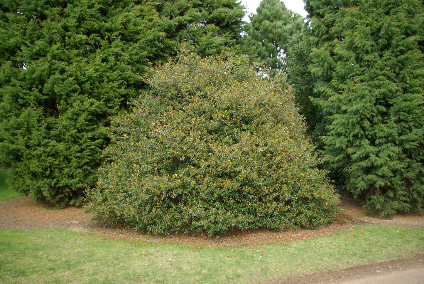 Bush Chinquapin Dwarf Chinquapin (Chrysolepis sempervirens)