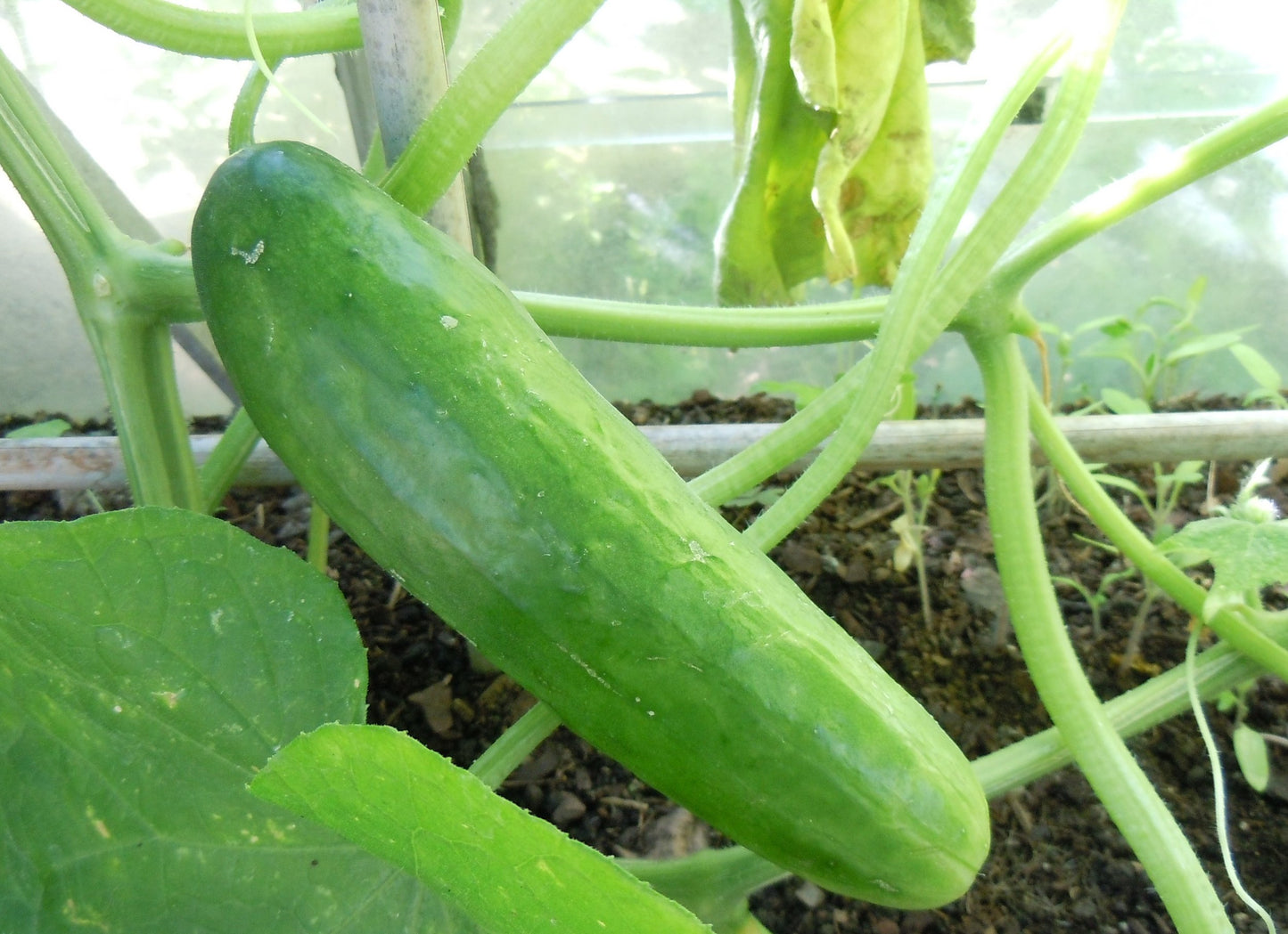 Cucumber Garden Cucumber Marketmore 76 Cucumber (Cucumis sativus 'Marketmore 76')