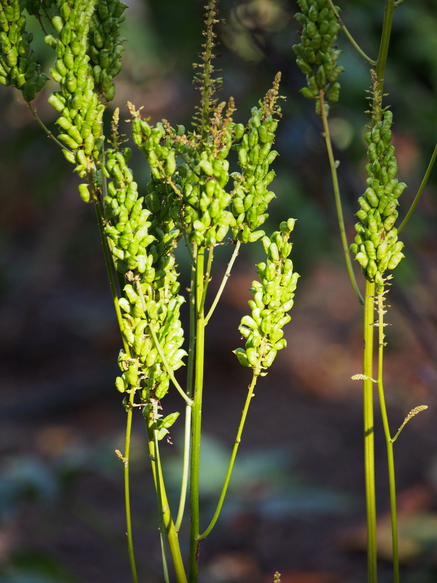 Bugbane Dahurian Bugbane (Actaea dahurica)