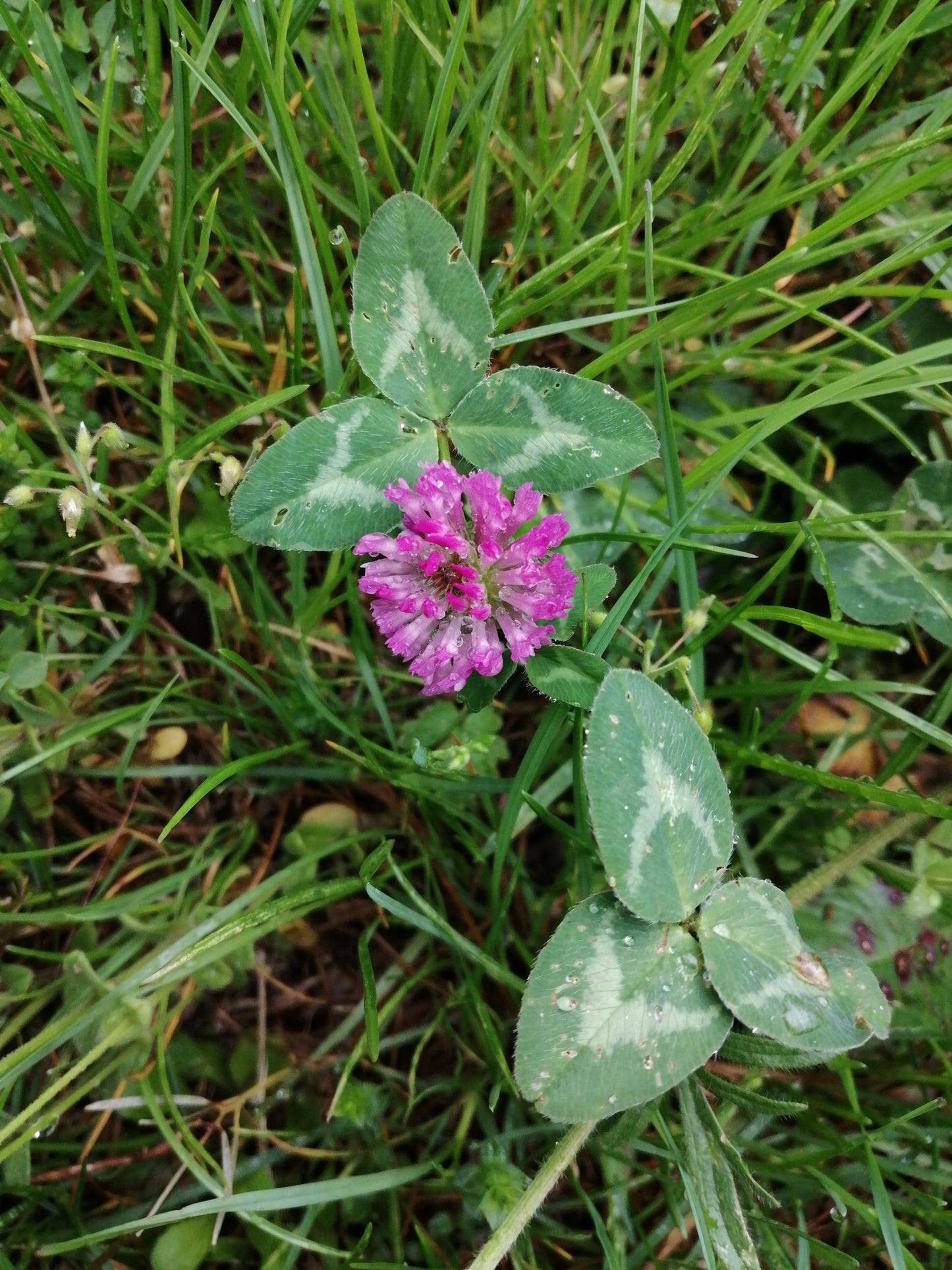 Medium Clover Clover (Trifolium pratense 'Medium')
