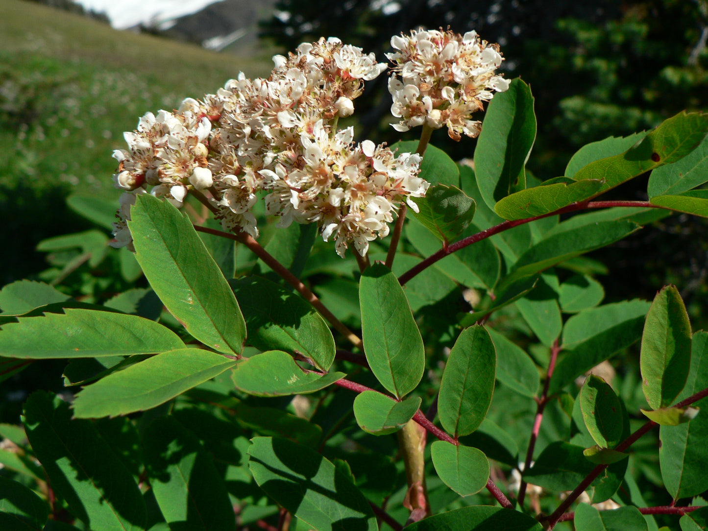 Western Ash (Sorbus sitchensis)