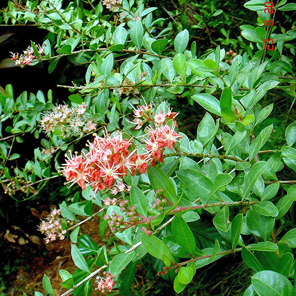 Henna (Lawsonia inermis)