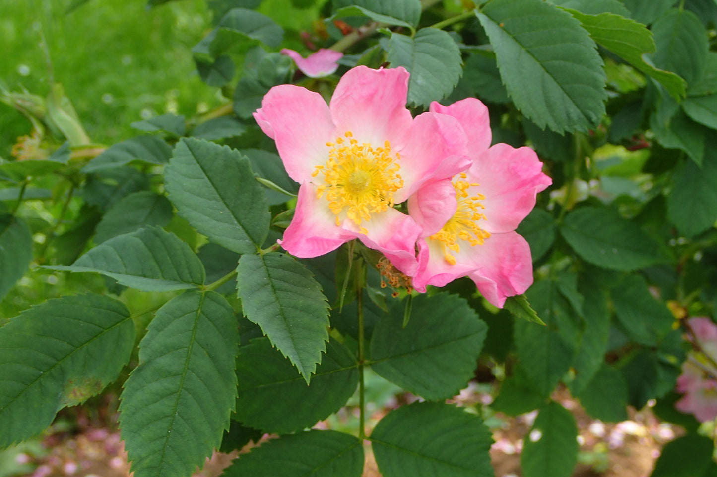 Glaucous Dog Rose (Rosa dumalis)