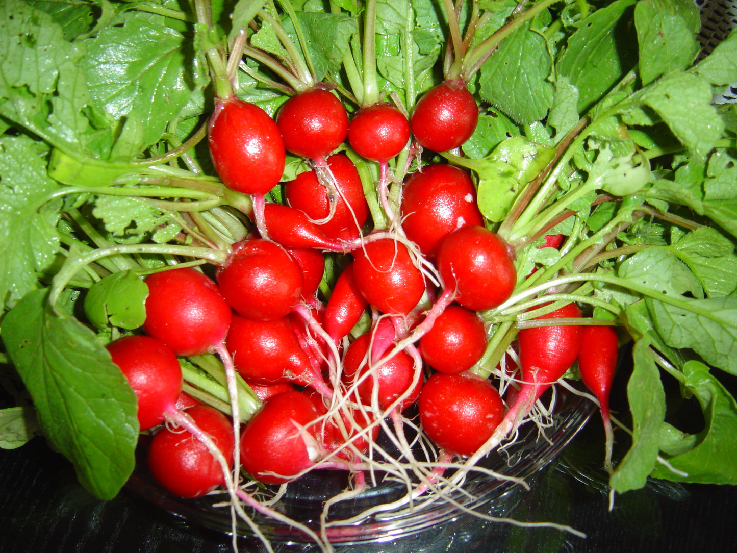 Cherry Belle Radish (Raphanus sativus 'Cherry Belle')