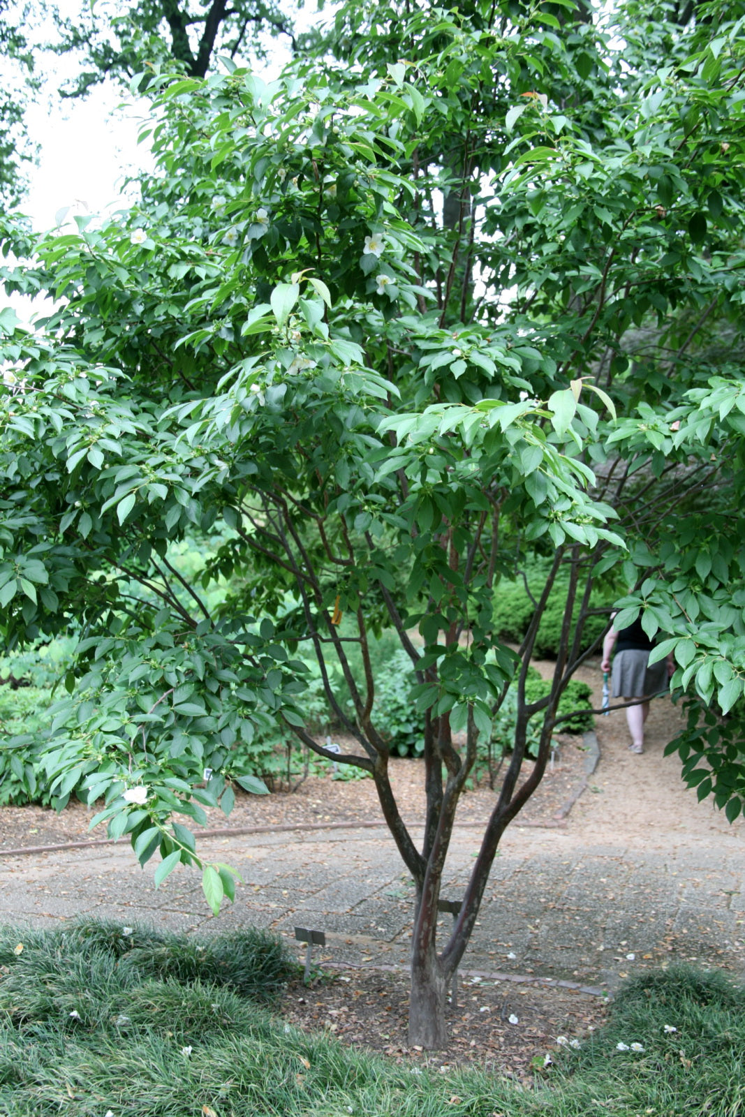 Chinese Stewartia (Stewartia sinensis)