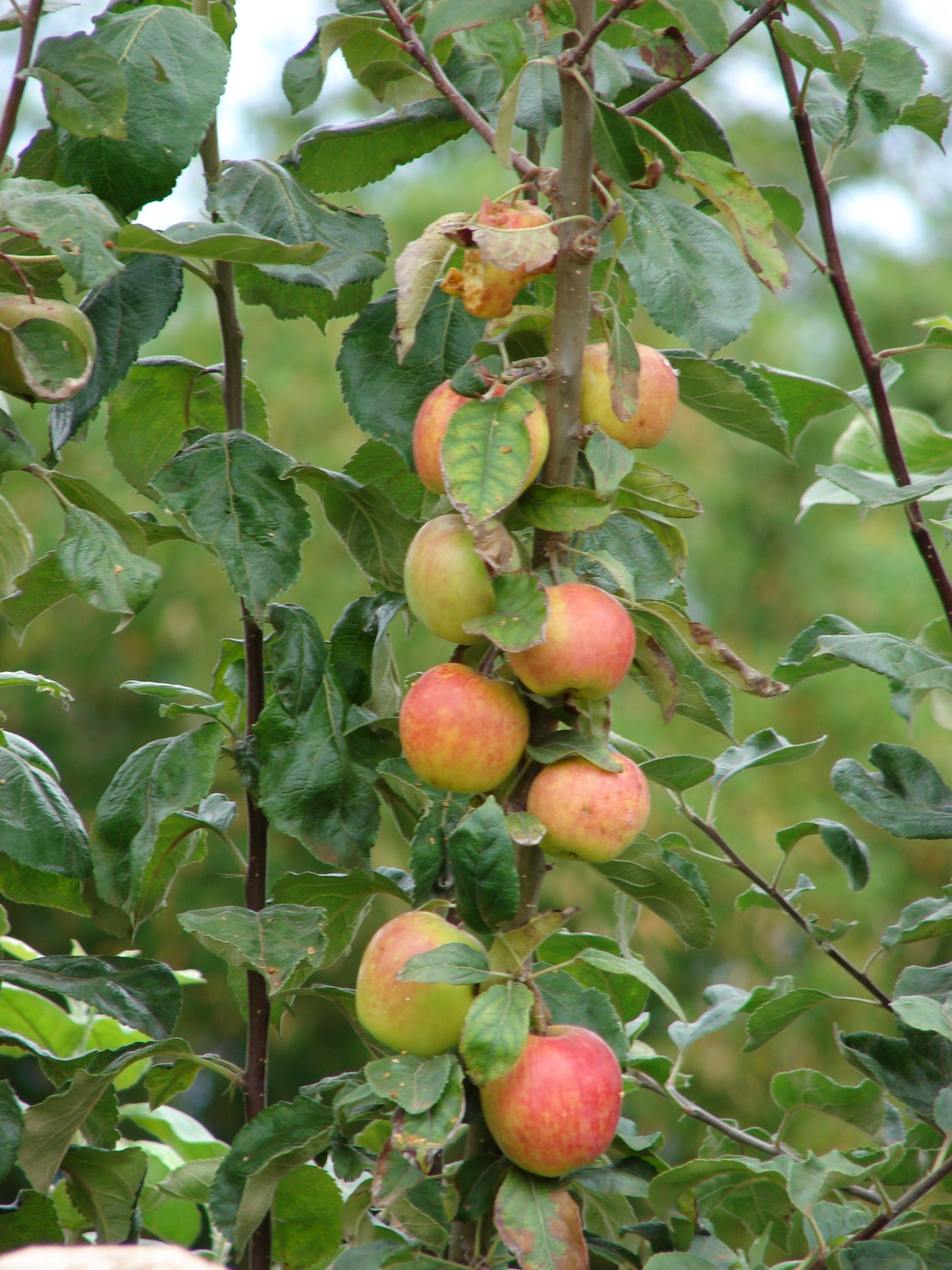 Bittenfelder Apple (Malus pumila var. Bittenfelder)
