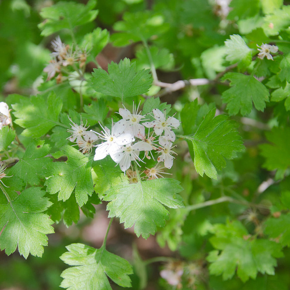 Parsley Hawthorn (Crataegus x marshallii)