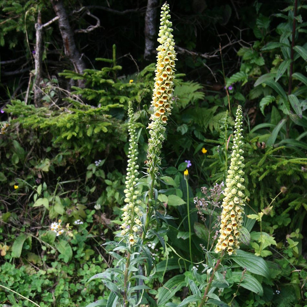 Rusty Foxglove (Digitalis ferruginea)