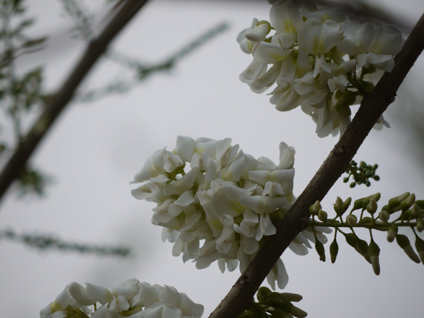 Big Tree Plum Mexican Plum (Prunus mexicana)