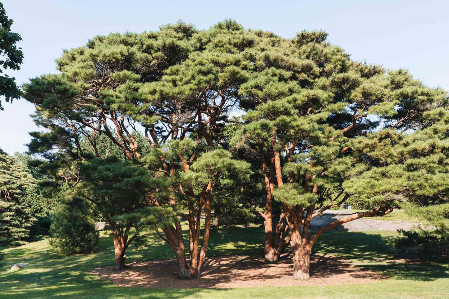 Improved Shortleaf Pine (Pinus echinata Improved)