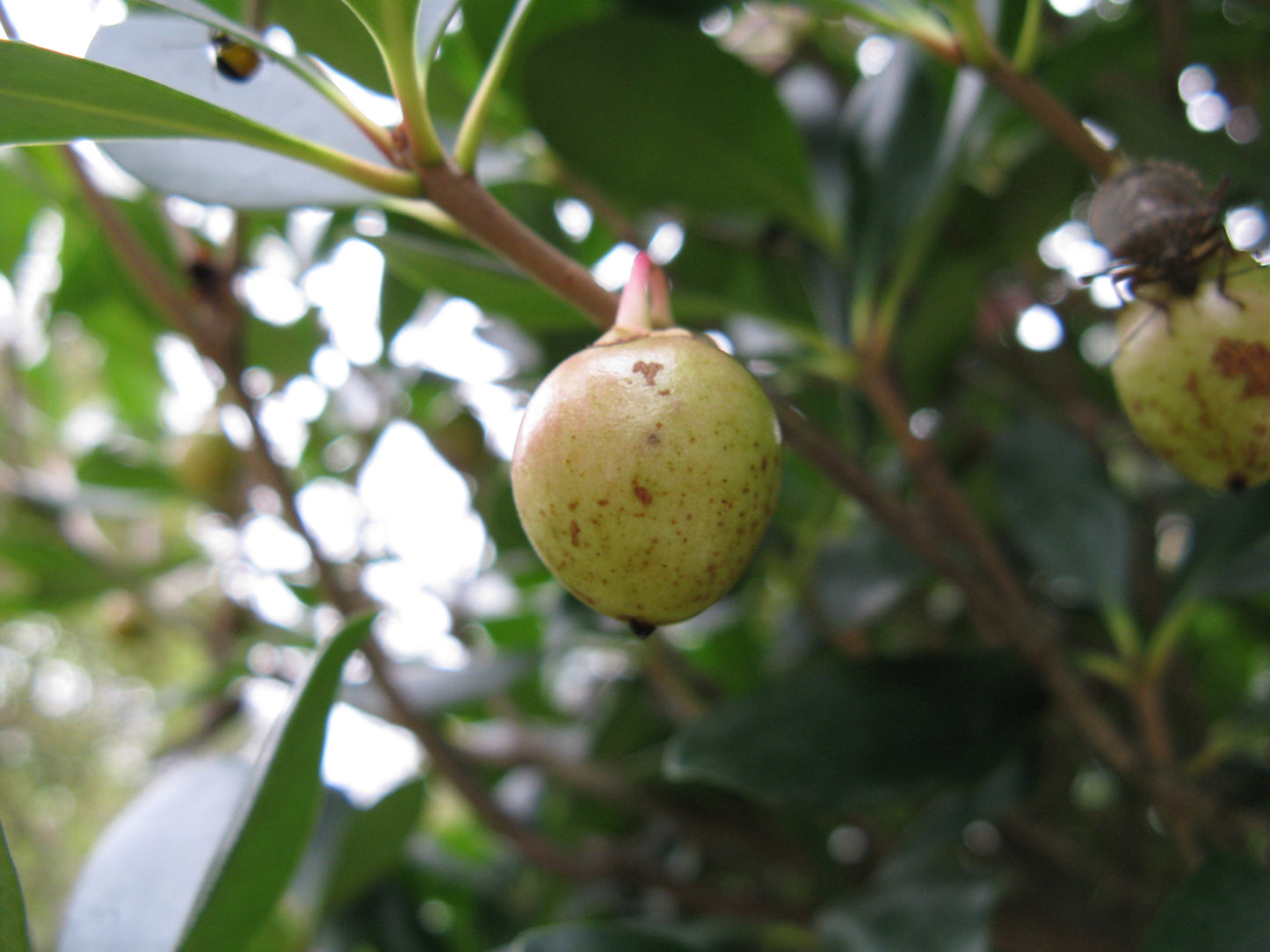 Japanese Ternstroemia (Ternstroemia gymnanthera)
