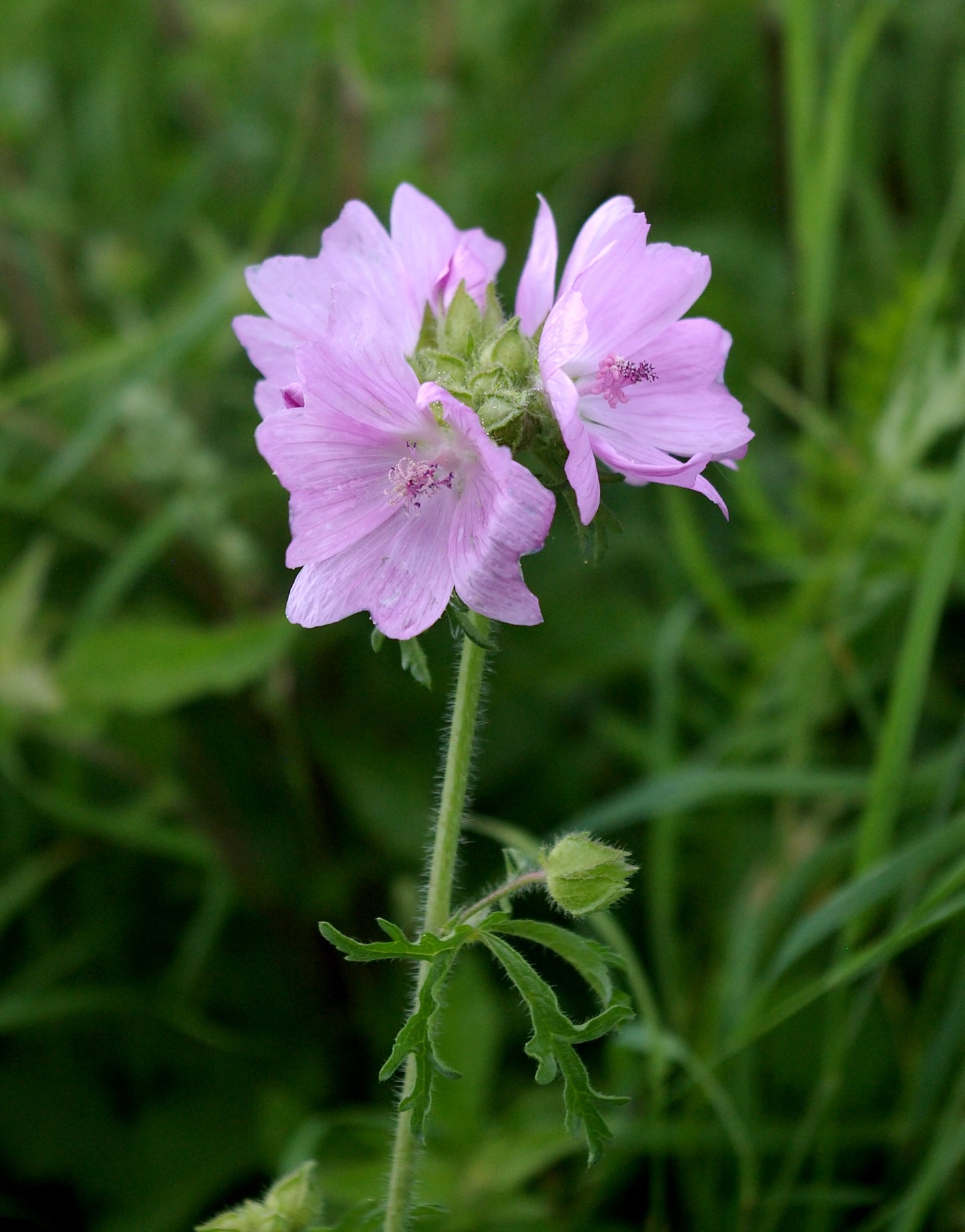 Musk Mallow (Malva moschata)