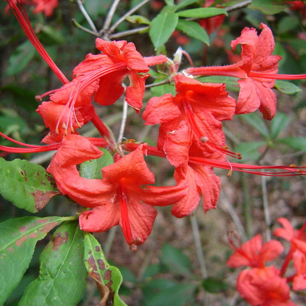 azalea flower seeds Plumleaf Azalea (Rhododendron prunifolium) – Sejahtera Seeds and Bulbs