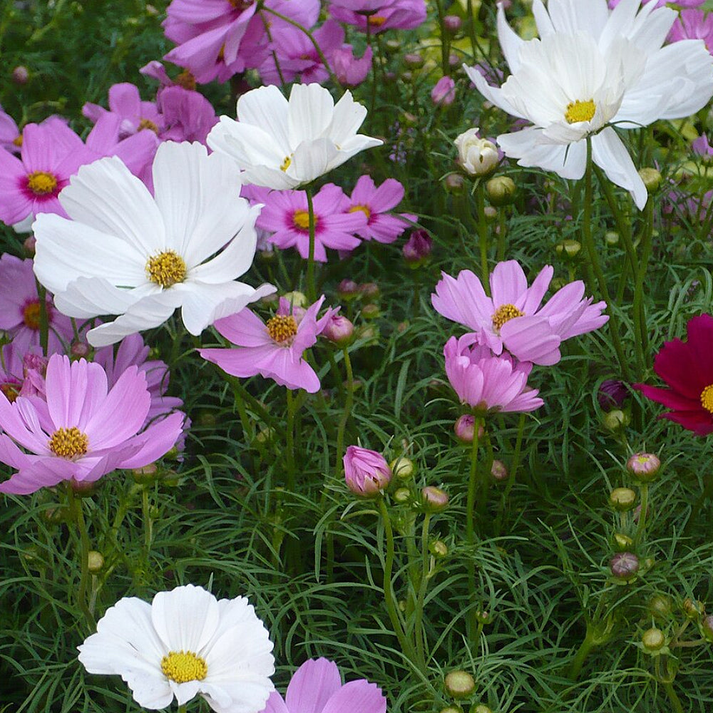 Common Cosmos Garden Cosmos (Cosmos bipinnatus)