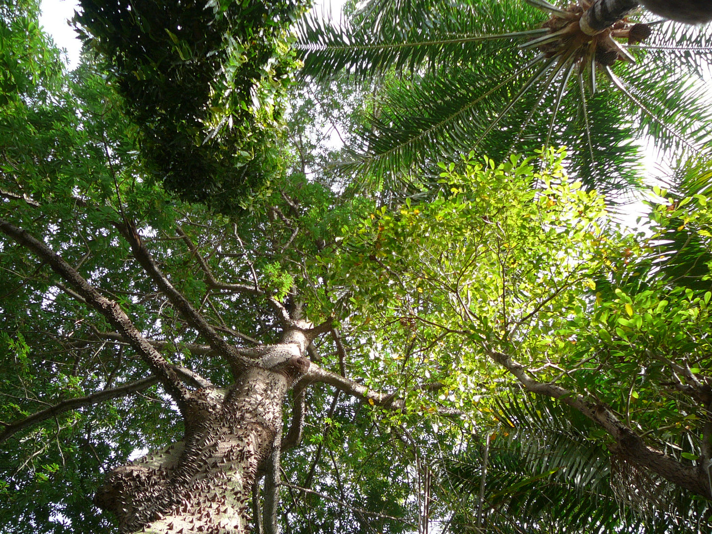 Java Cotton Java Kapok Kapoktree (Ceiba pentandra)