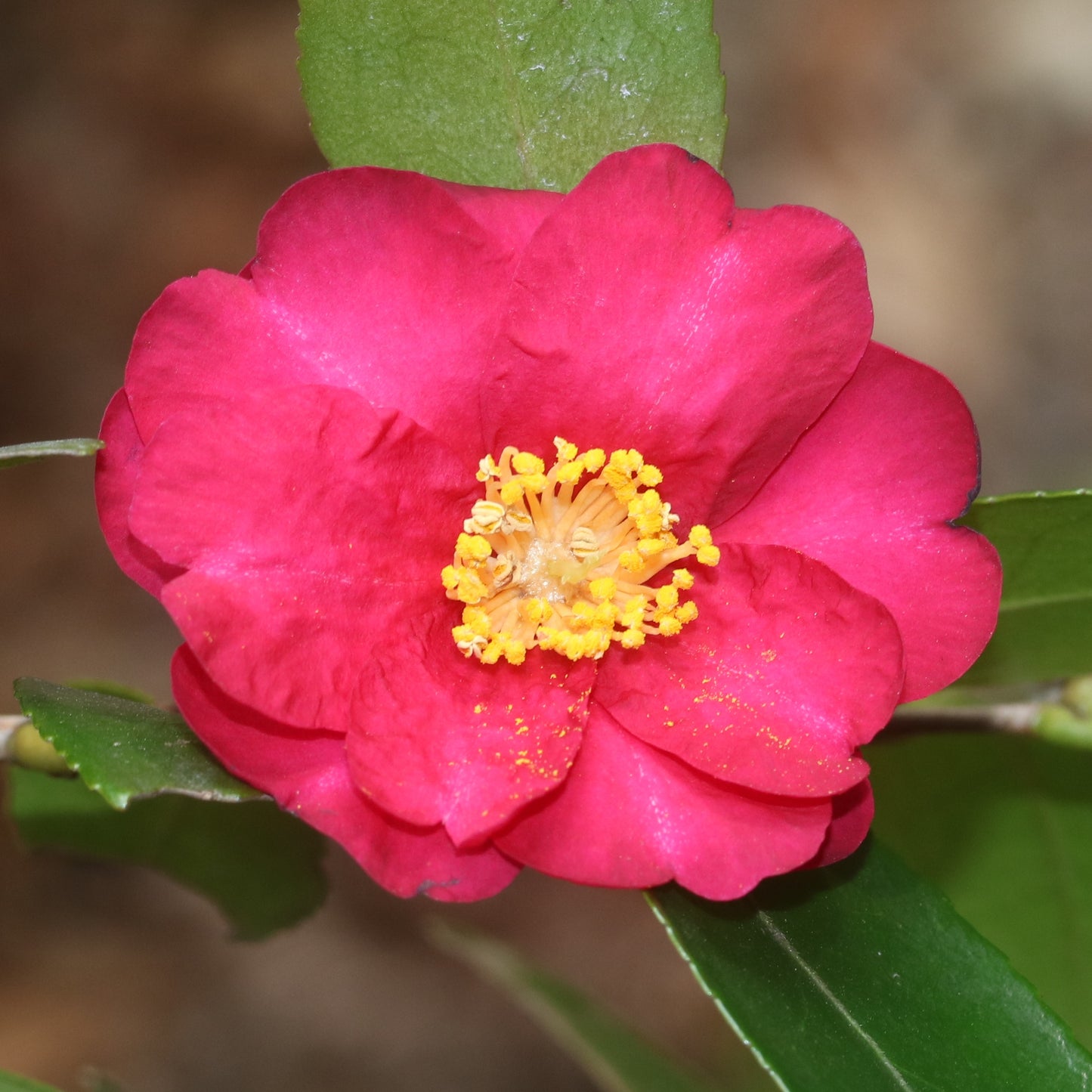 Christmas Camellia Sasanqua Yuletide Camellia (Camellia sasanqua)