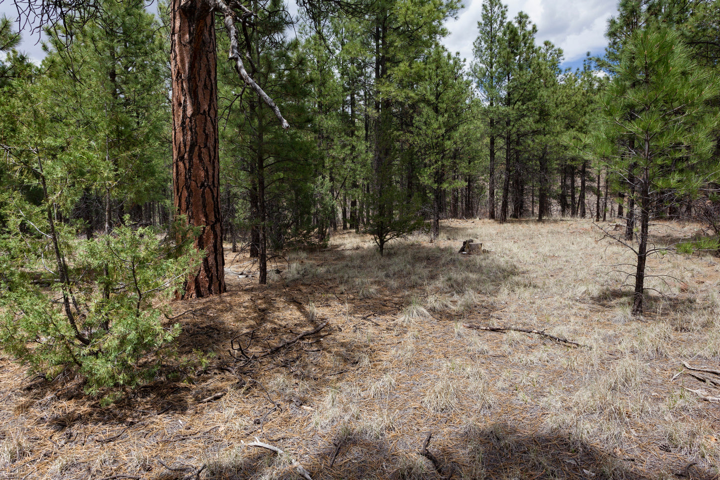 Arizona Pine (Pinus arizonica)