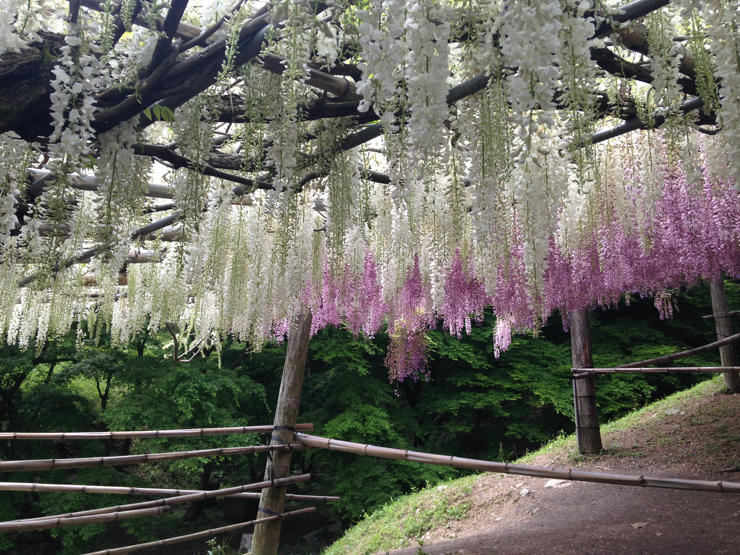 White Chinese Wisteria (Wisteria sinensis var. Alba)