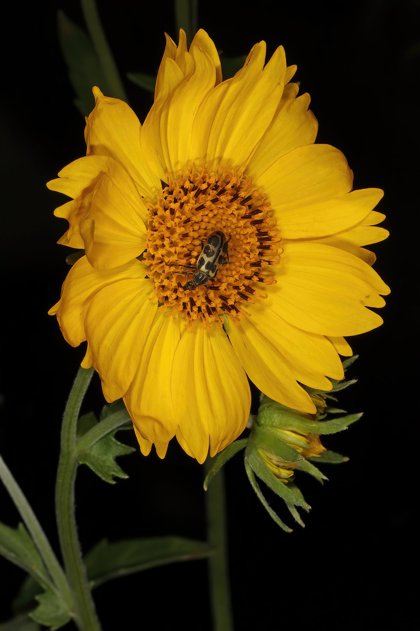 Cowpen Daisy Crown Beard Golden Crownbeard (Verbesina encelioides)