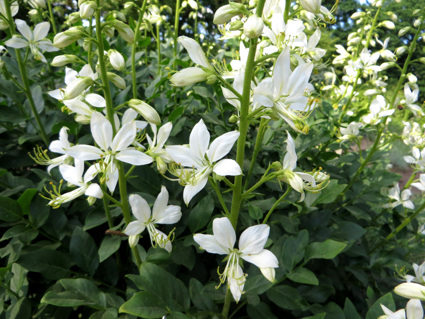 White Dittany Gasplant (Dictamnus albus 'Albiflorus')