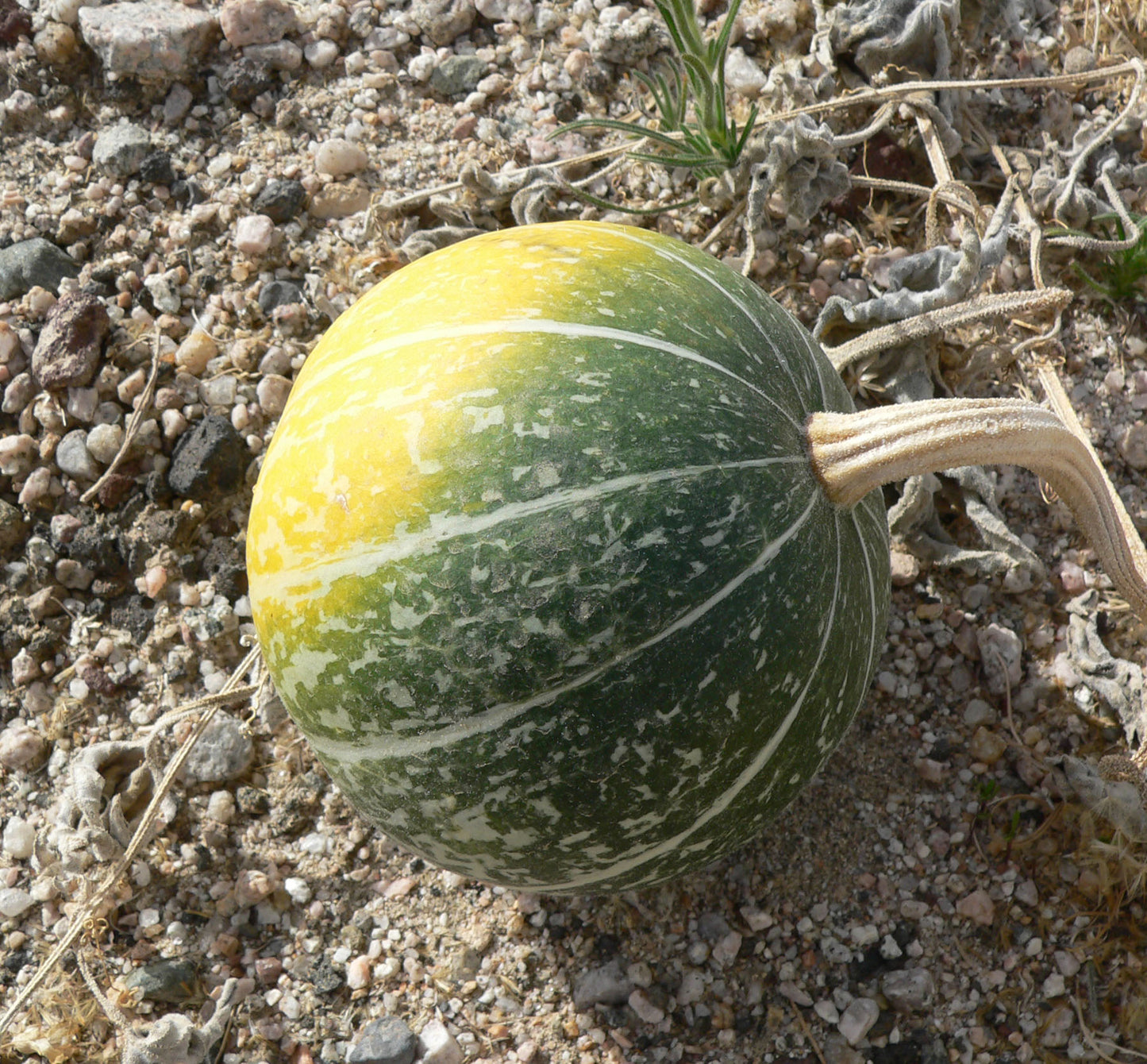 Coyote Gourd Coyote Melon (Cucurbita palmata)