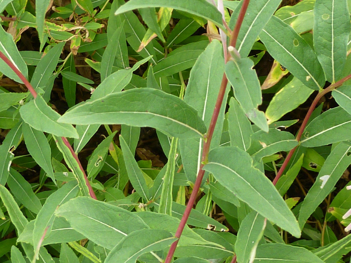 Fireweed (Epilobium angustifolium)