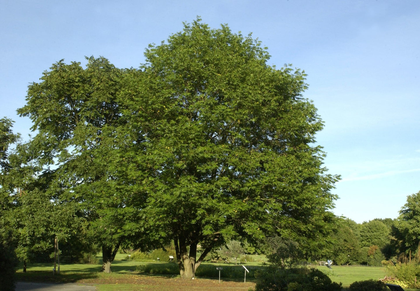 Chinese Wingnut (Pterocarya stenoptera)