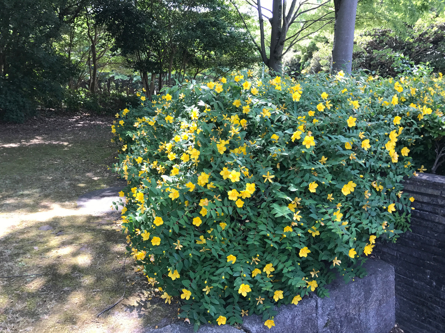 Aarons Creeping St Johnswort Goldflower Rose-of-sharonwort (Hypericum calycinum)