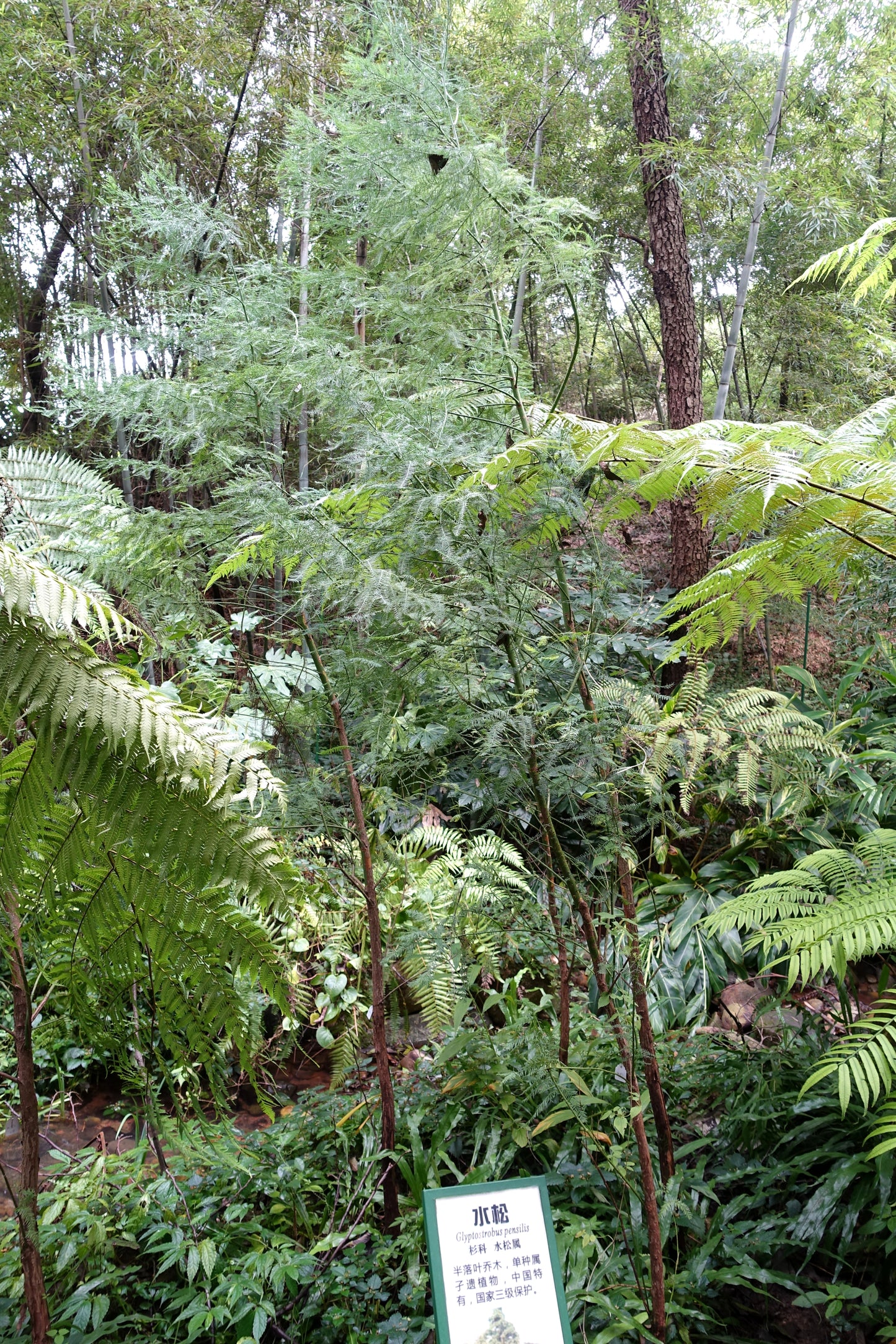 Chinese Swamp Cypress (Glyptostrobus pensilis)