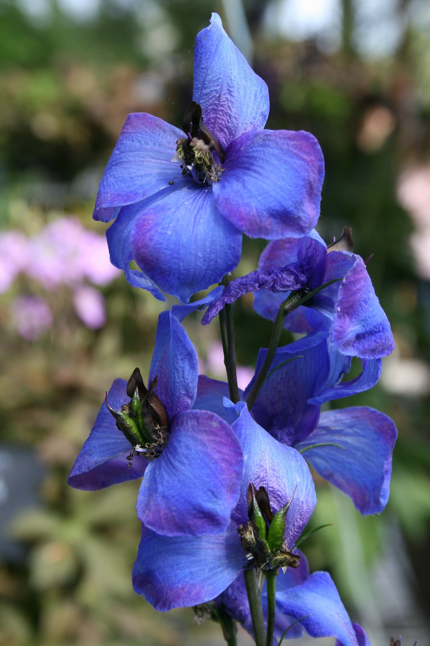 Pacific Giants Hybrids Delphimium (Delphinium sp 'Pacific Giants Hybrids')