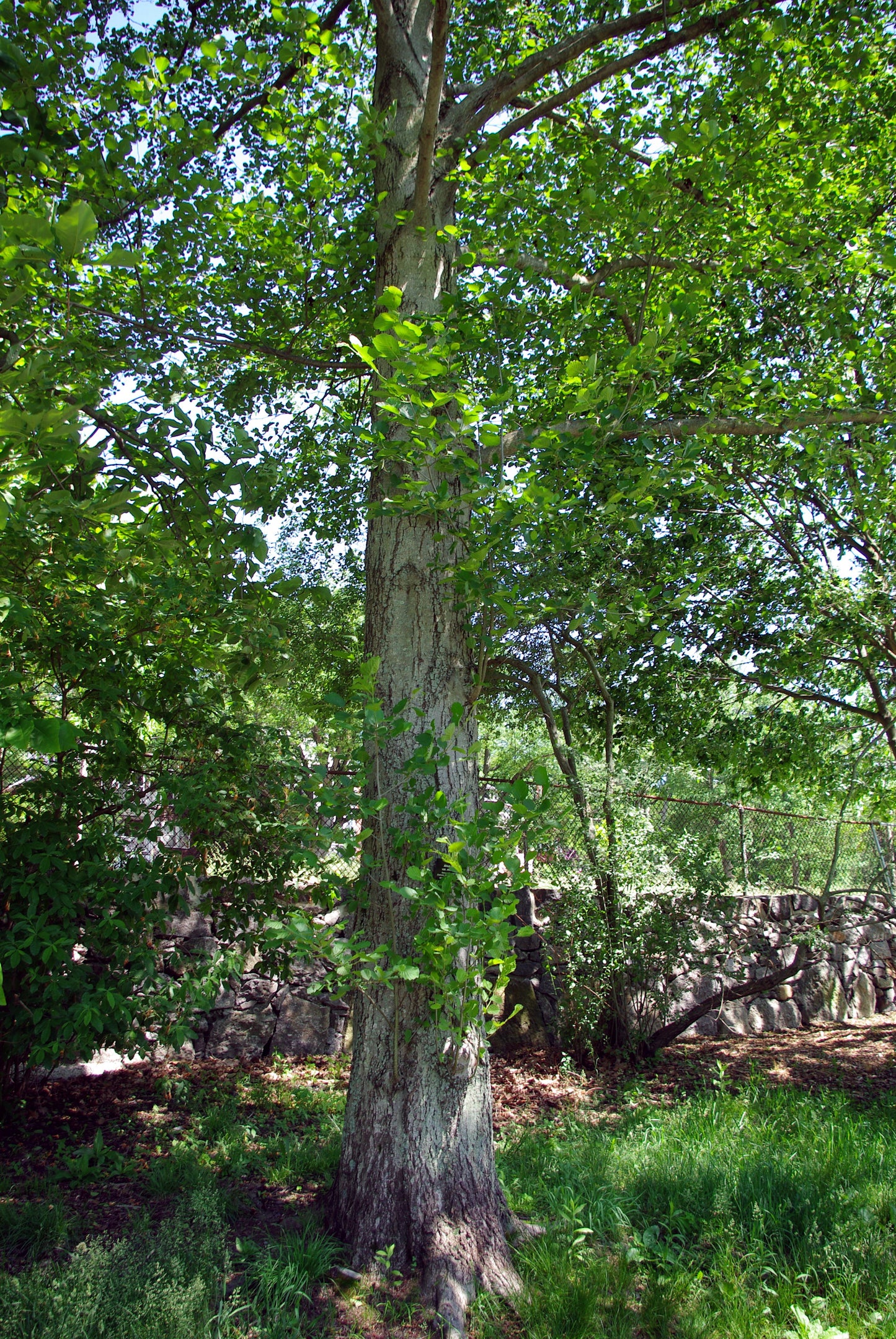 Manchurian Alder (Alnus hirsuta)