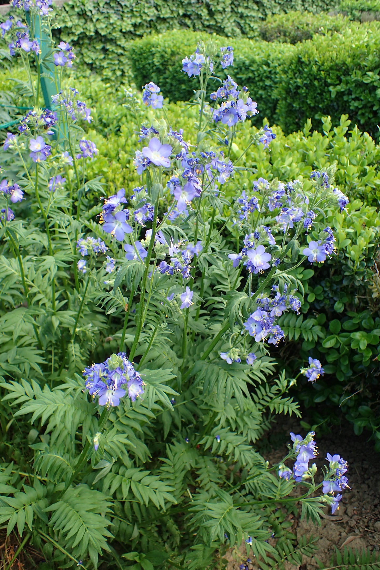 Charity Jacobs Ladder (Polemonium caeruleum)