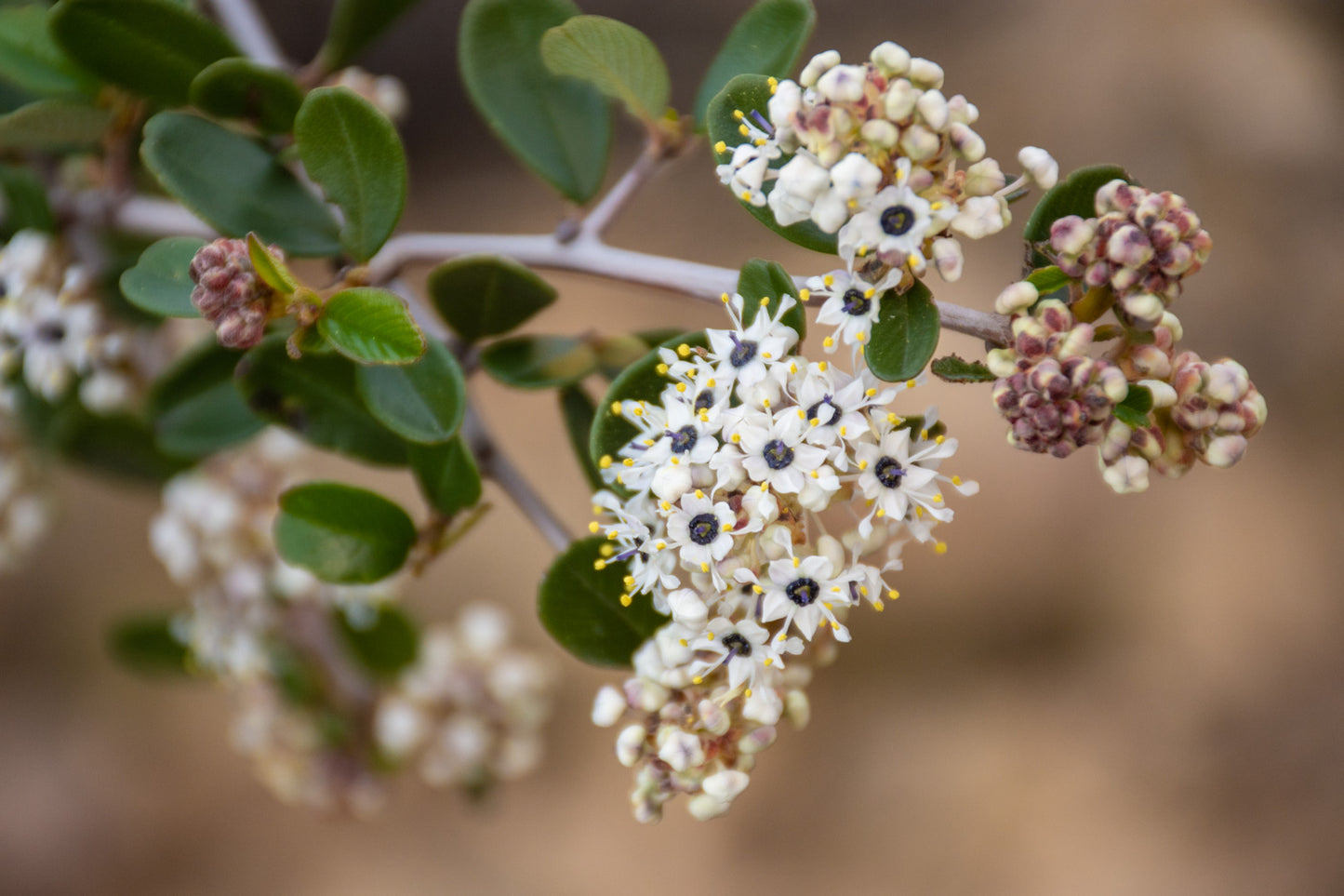 Snow Whitethorn Ceanothus (Ceanothus cordulatus)
