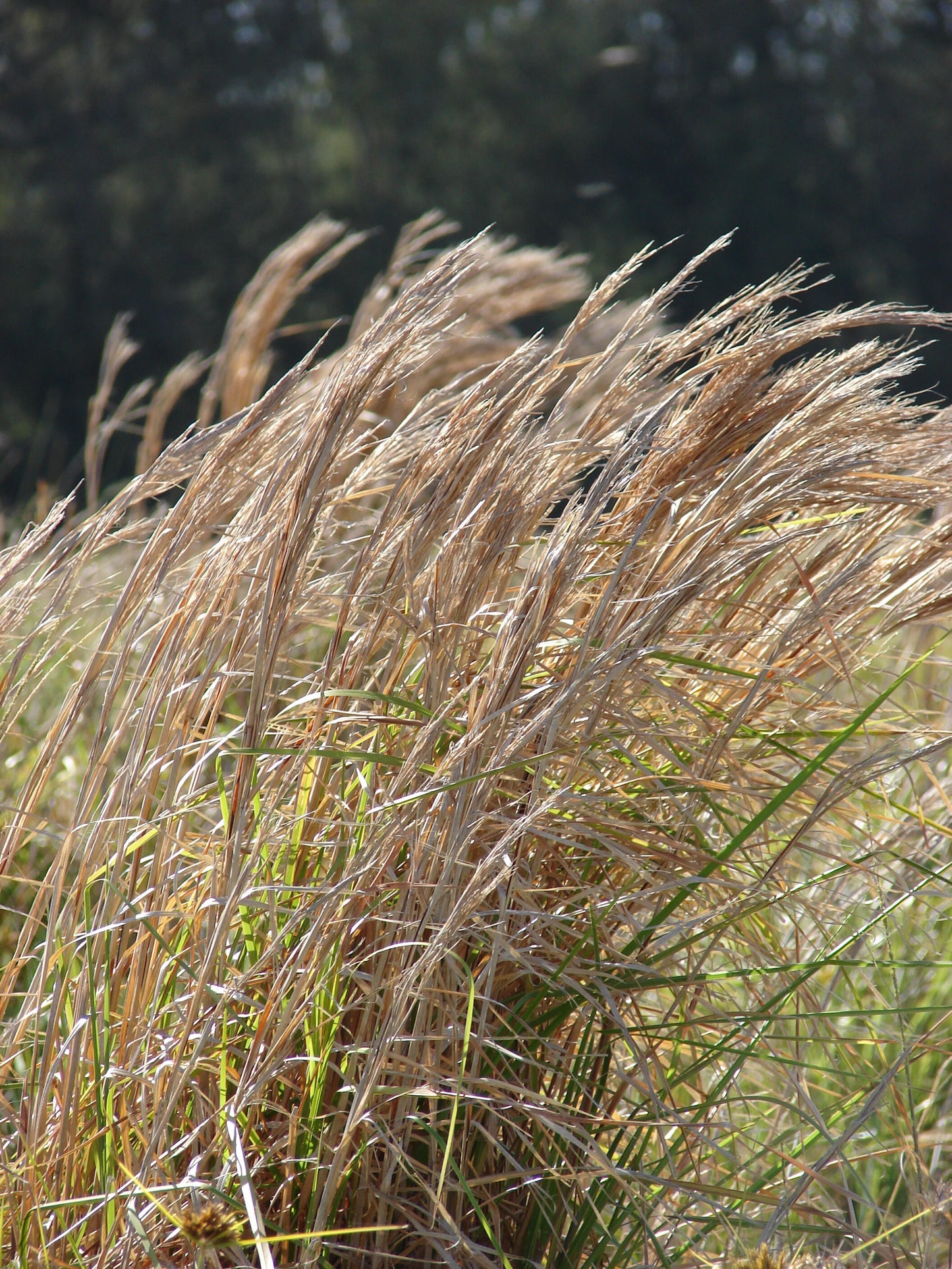 Broom Sedge Bluestem (Andropogon virginicu)