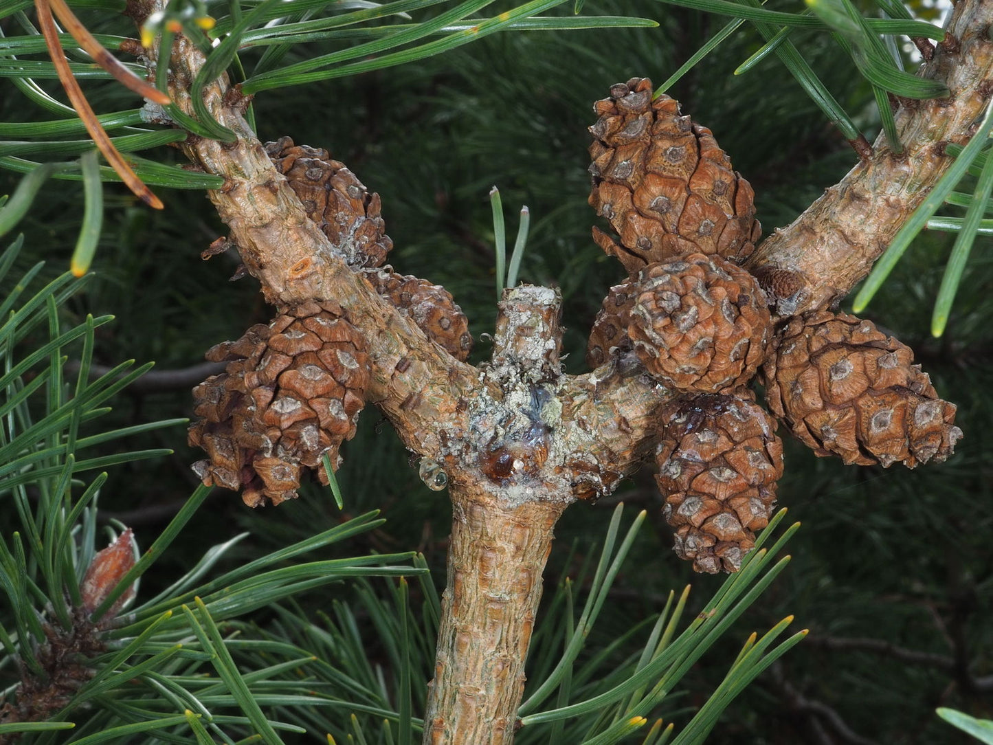 Improved Shortleaf Pine (Pinus echinata Improved)