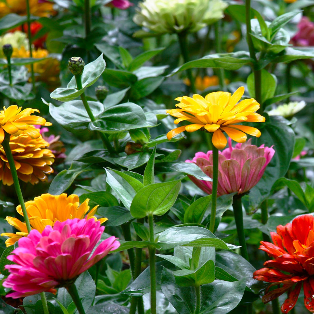 Elegant Zinnia Pumila Sprite Zinnia (Zinnia elegans 'Pumila Mix')