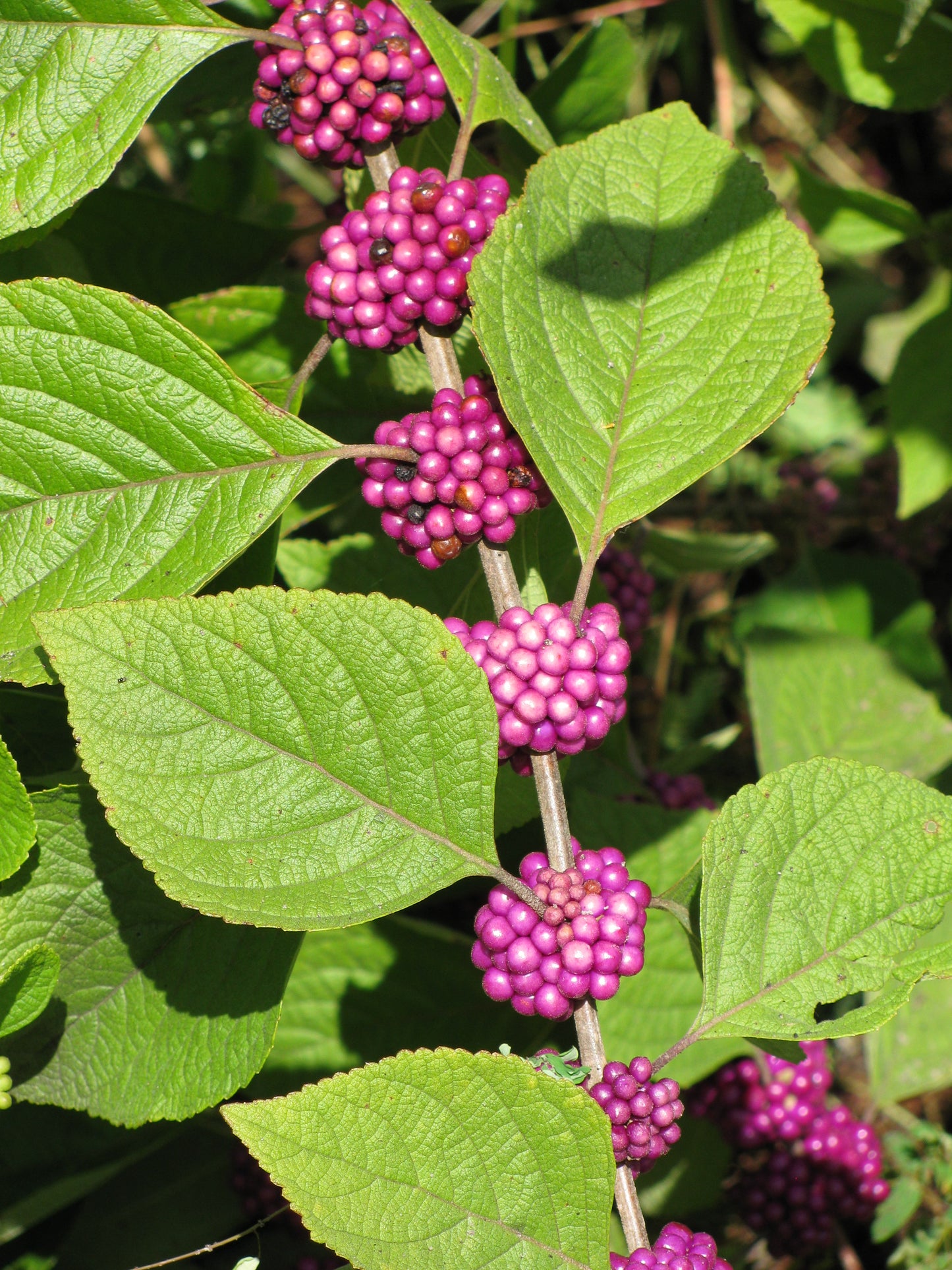 American Beautyberry (Callicarpa americana)