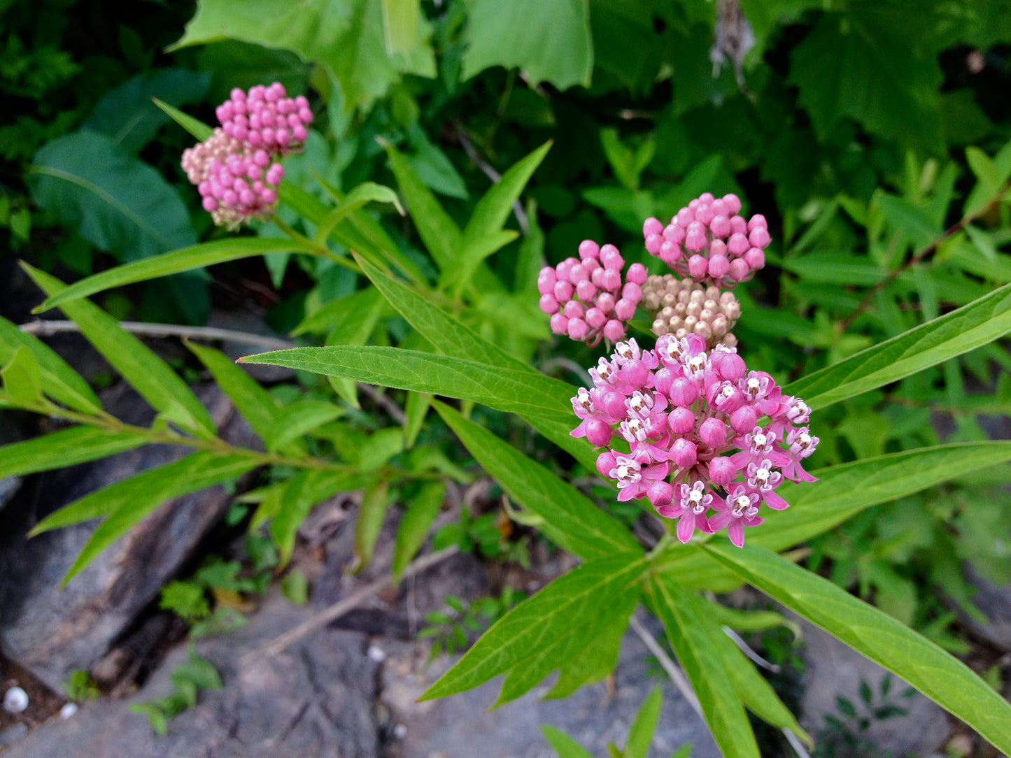 Swamp Milkweed (Asclepias incarnata)