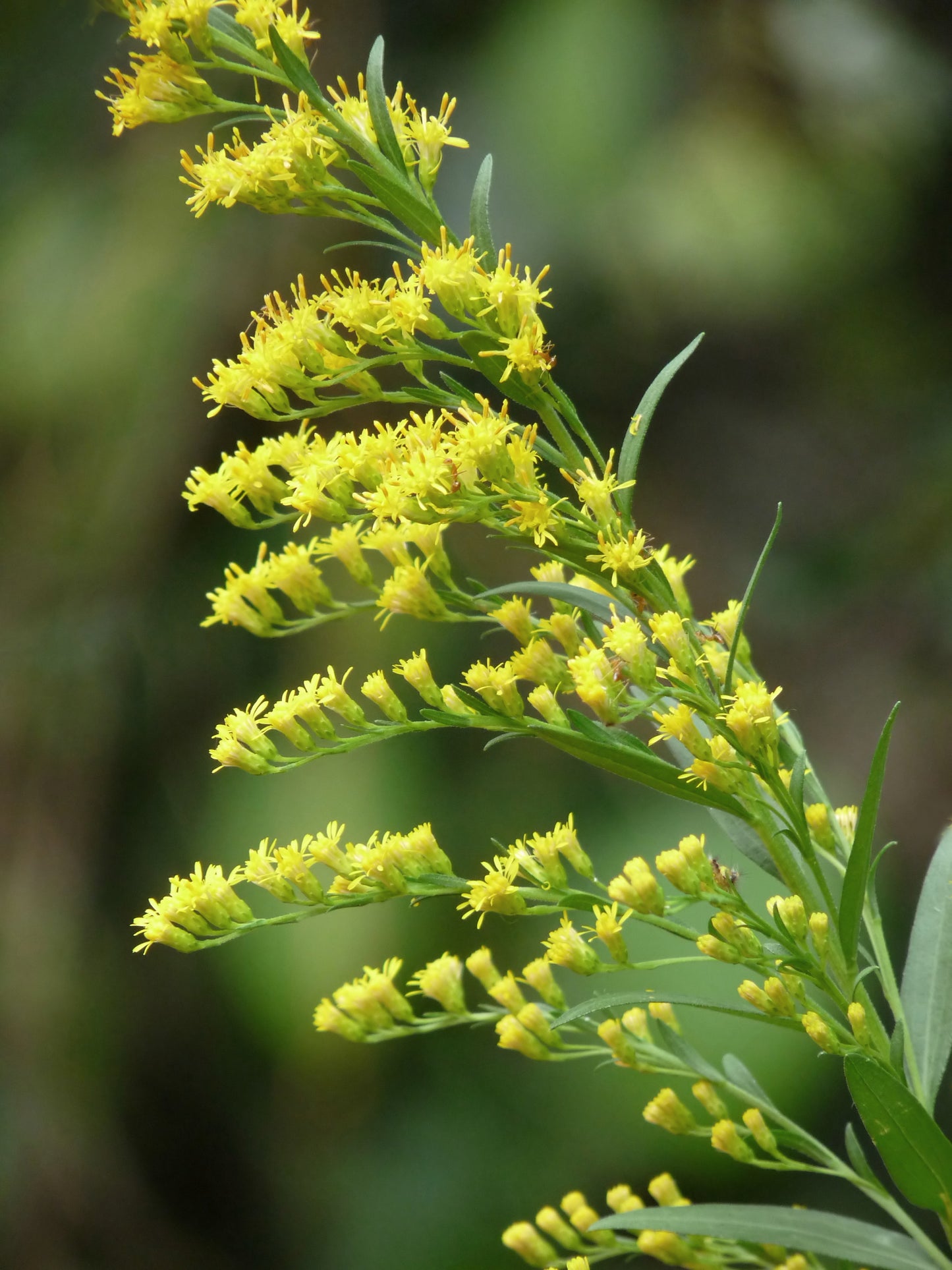 Canada Goldenrod (Solidago canadensis)