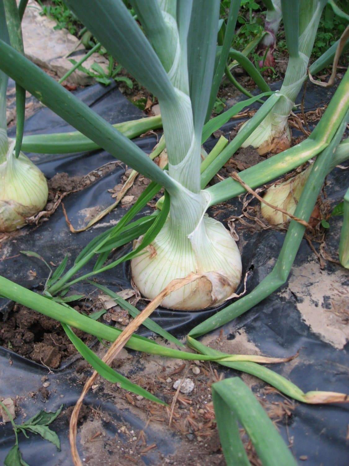 White Spanish Onion (Allium cepa 'White Sweet Spanish')
