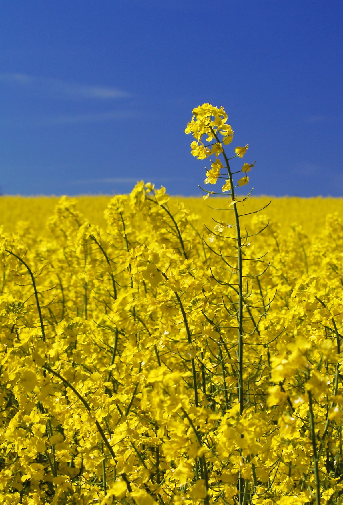 Rape Wichita Canola Rape Rape (Brassica napus 'Wichita')