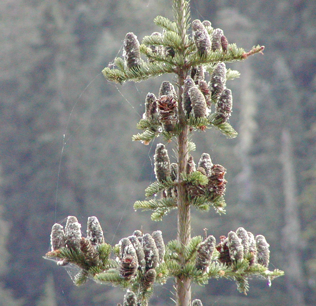 Subalpine Fir (Abies lasiocarpa)