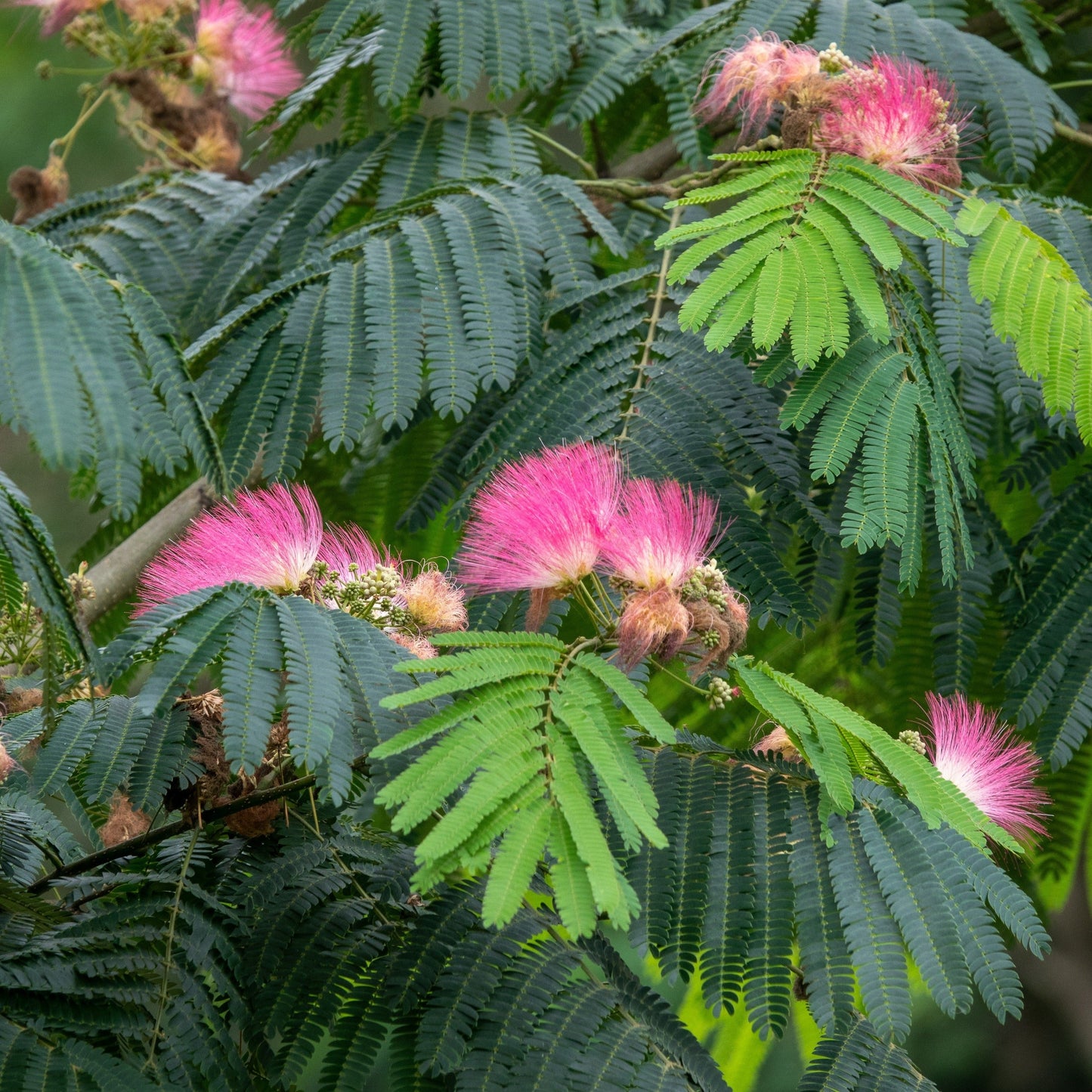 Mimosa, Persian Silk Tree, Pink Tree (Albizia julibrissin)