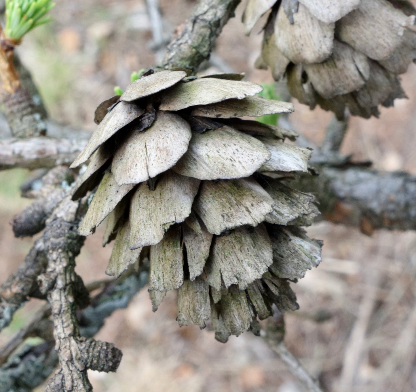 Olga Bay Larch (Larix gmelinii var. olgensis)