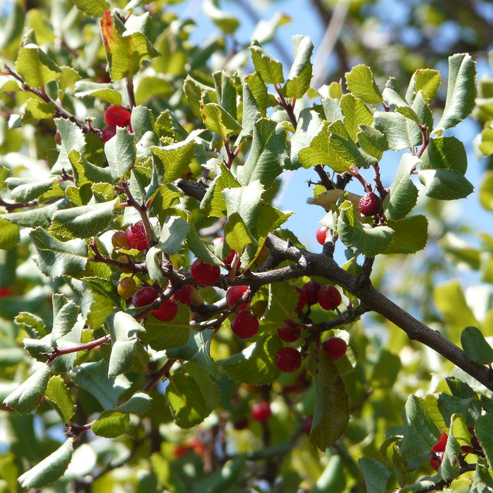 Evergreen Cherry Leaved Hollyleaf Islay (Prunus ilicifolia)