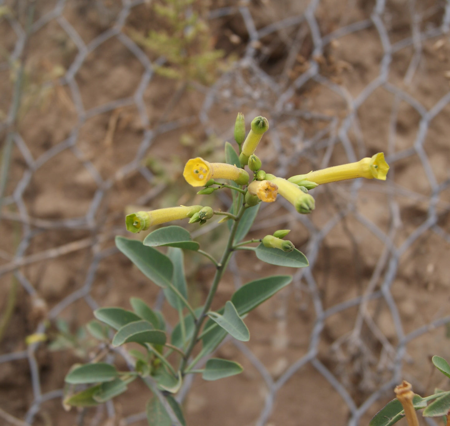 Tree Tobacco (Nicotiana glauca)