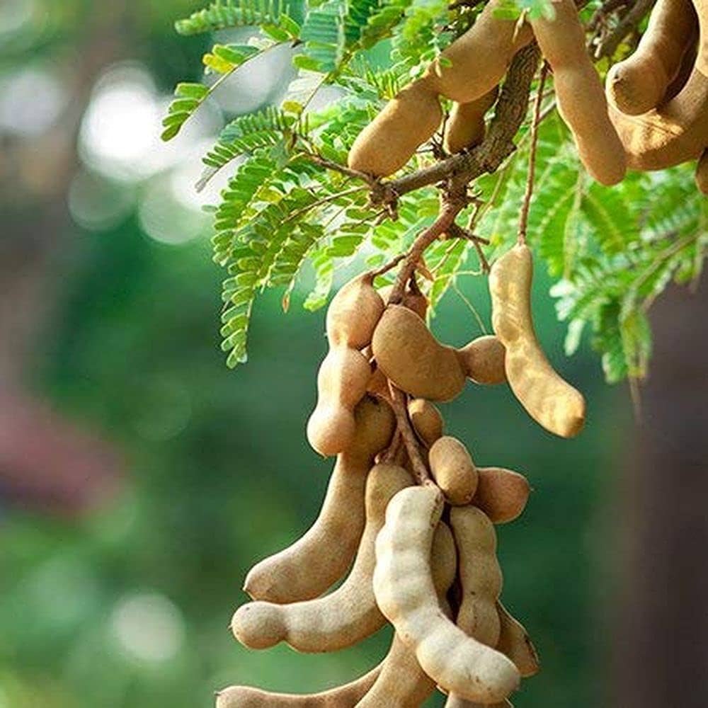 Tamarind (Tamarindus indica)