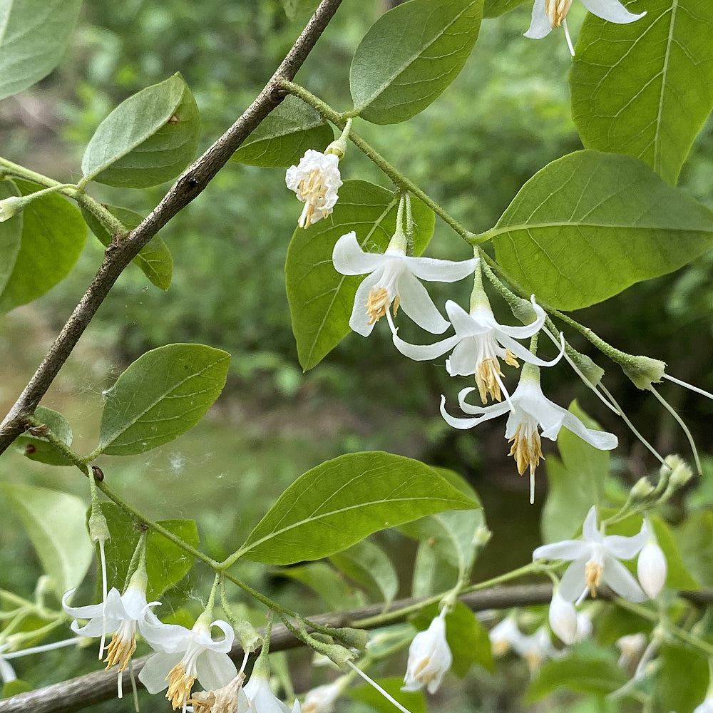 American Snowbell Mock Orange (Styrax americanus)
